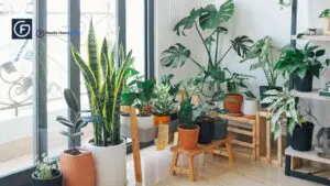 why are plants green