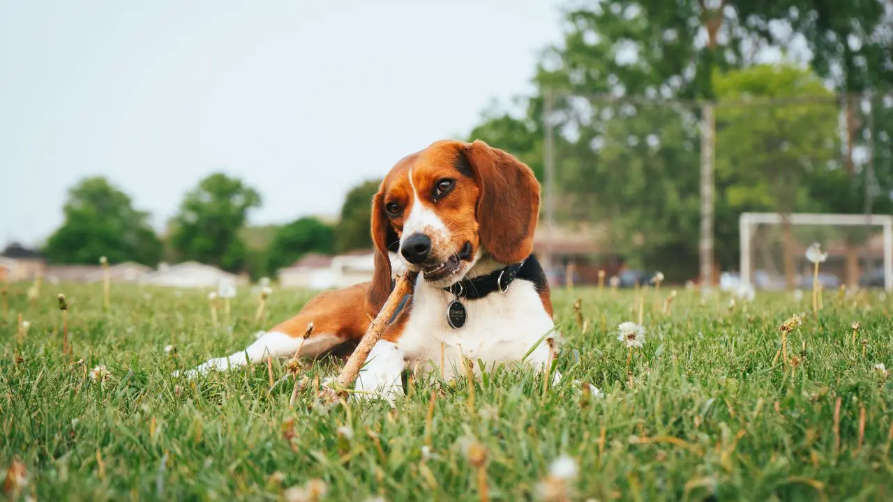 dog dental chews